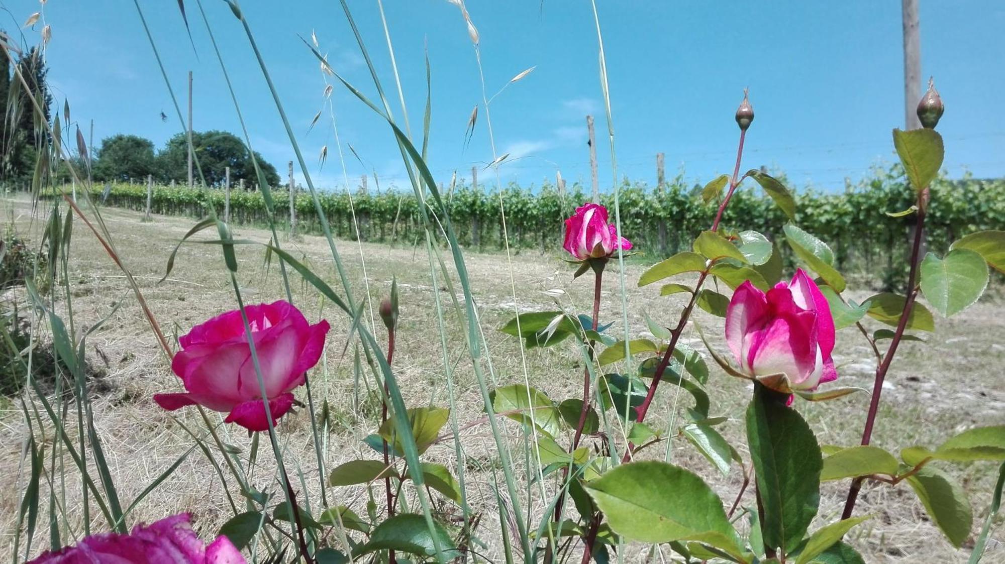 Villa Buonasera Agriturismo Greve in Chianti Buitenkant foto
